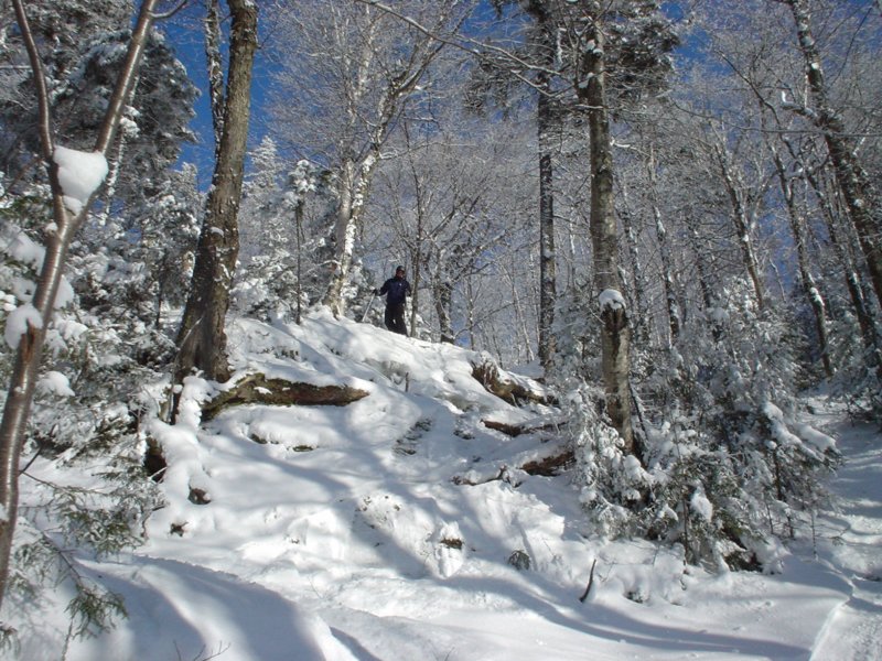m2woods.jpg